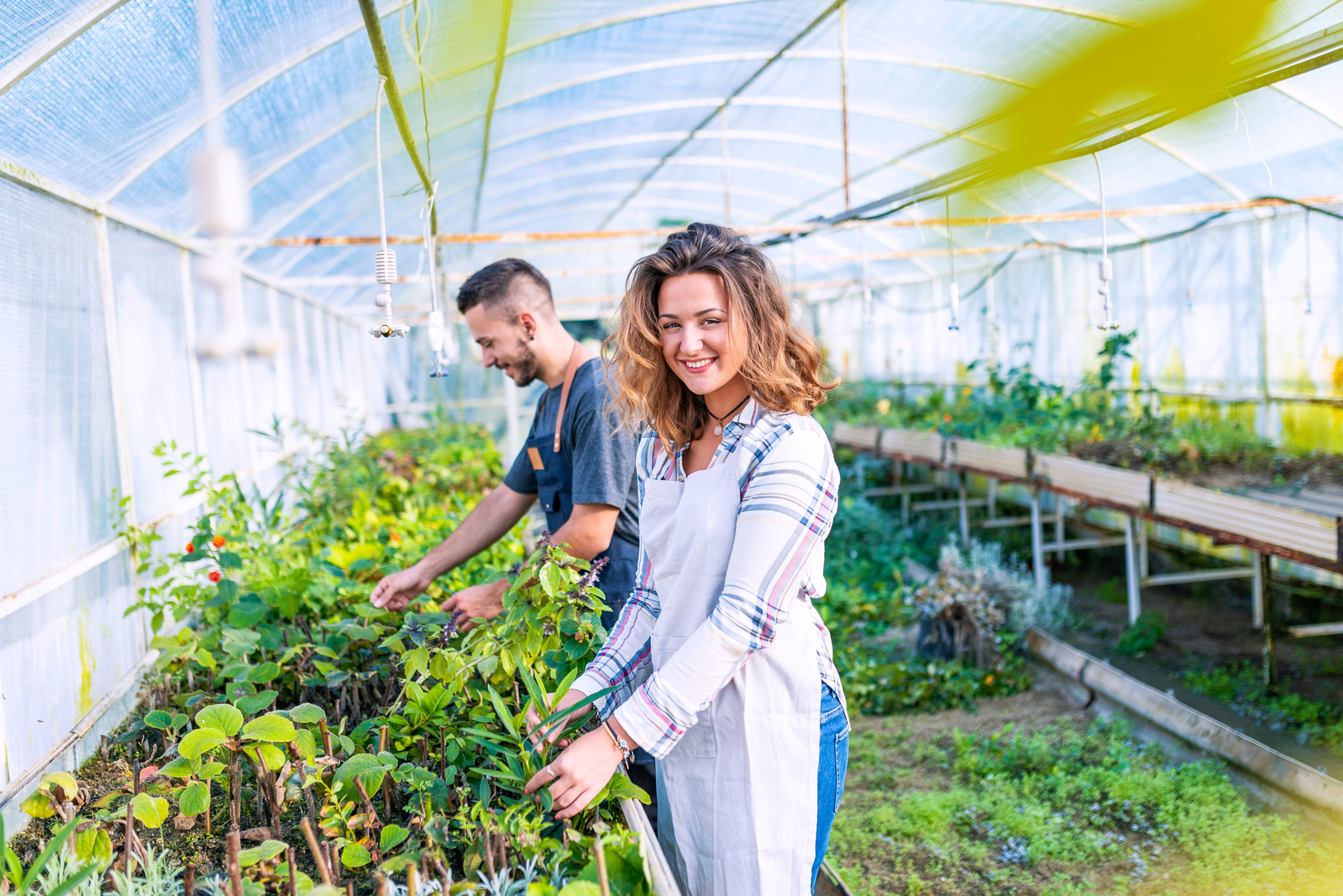 Nursery worker greenhouse